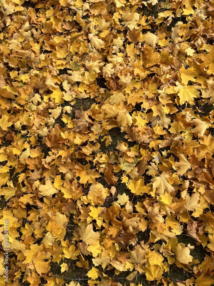 Golden autumn leaves background Golden autumn leaves background