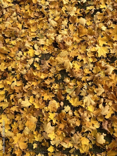 Golden autumn leaves background