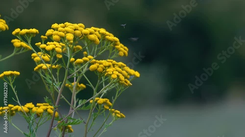 Tansy in slight breeze in a natural ambient (Tanacetum vulgare) - (4K) photo