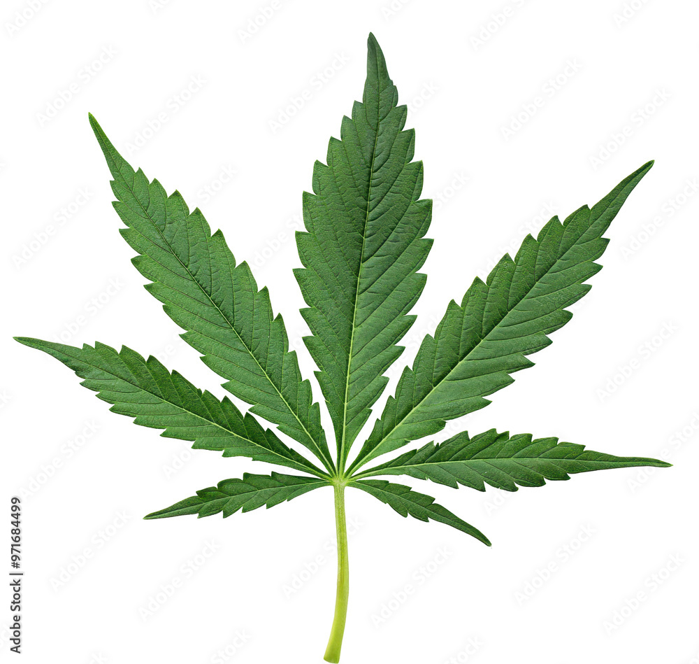 Cannabis leaf on transparent background. Cannabis leaf on transparent background.