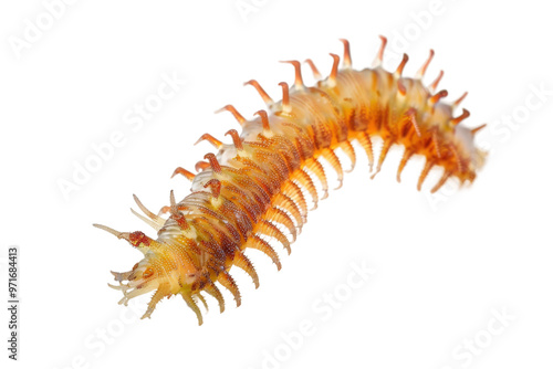 Detailed image of a bristle worm isolated on a clear white background in HD 4K Ultra High Definition for educational and scientific purposes photo