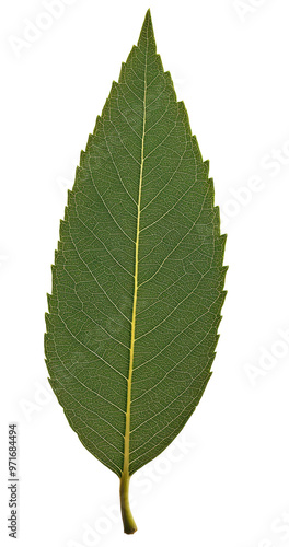 Narrow green leaf on transparent background.