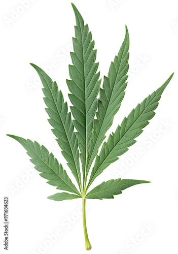 Cannabis-like leaf on transparent background.