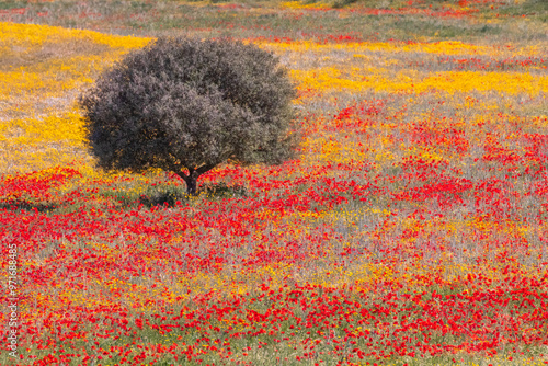 Olivenbaum auf Mohnblumenwiese
