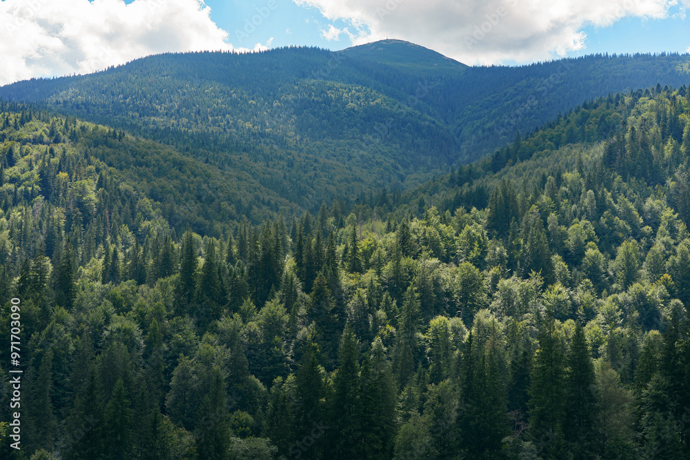 Aerial view of mountains with dark green coniferous forest landscape in sunny day with blue sky Aerial view of mountains with dark green coniferous forest landscape in sunny day with blue sky