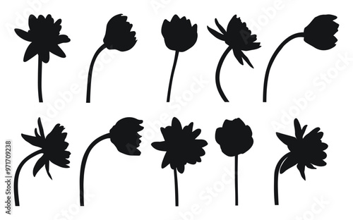 Silhouette of water lily, water lily, side view