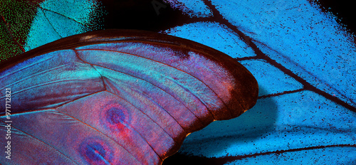 Wings of a butterfly Morpho and Ulysses texture background. Ornament of tropical butterfly wings. Close up  