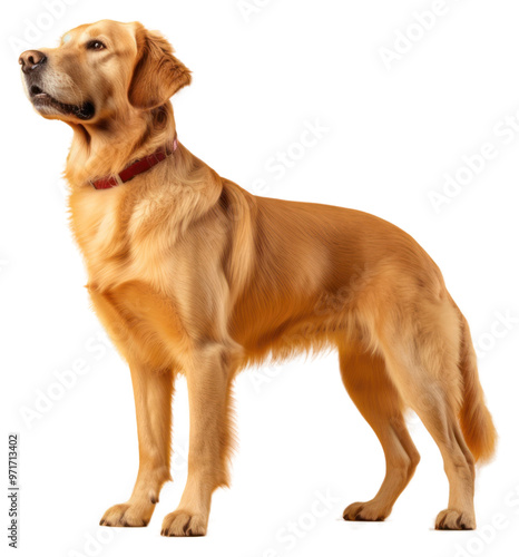 PNG A golden retriever animal mammal yellow.