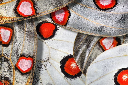 bright abstract pattern from apollo butterfly wings. butterfly wings ornament photo