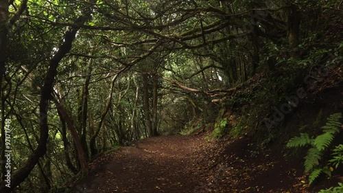 Road through the nature reserve of Anaga, lush forest with trees on the sides, mist and leaves. Concept: Travel, nature, forest.