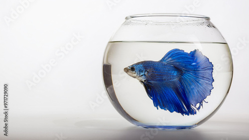 Blue Beta Fish in a Fish Bowl on a White Background with Copy Space photo