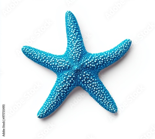 Starfish invertebrate with a white background.