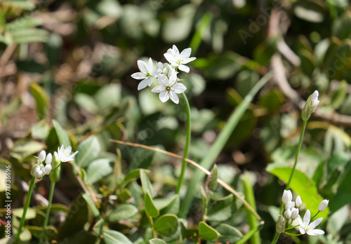 Pink garlic or hirsute garlic (lat.- Allium trifoliatum) photo