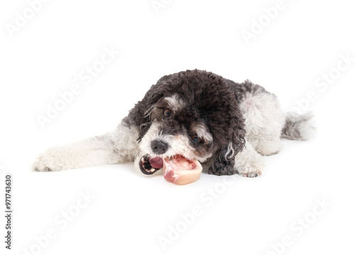 Canvas Print Happy dog with beef bone