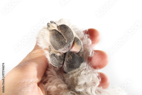 Dog paw pads with rough surface and cracks inspected by owner. Close up of worn out dog pad. Paw health and anatomy concept. Female miniature poodle, black and white harlequin. Selective focus. photo