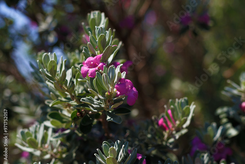 Texas Sage Leucophyllum frutescens Blooms photo