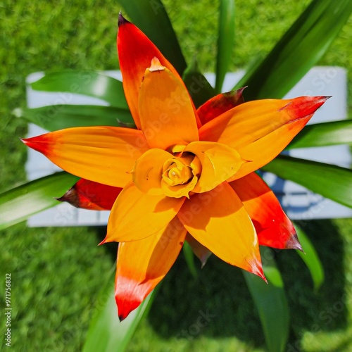 Scarlet Star - Guzmania Lingulata photo