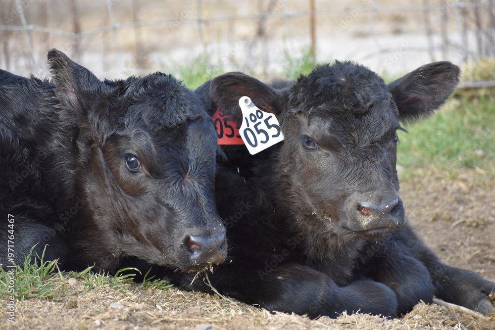 Fototapeta premium Cows and Calves