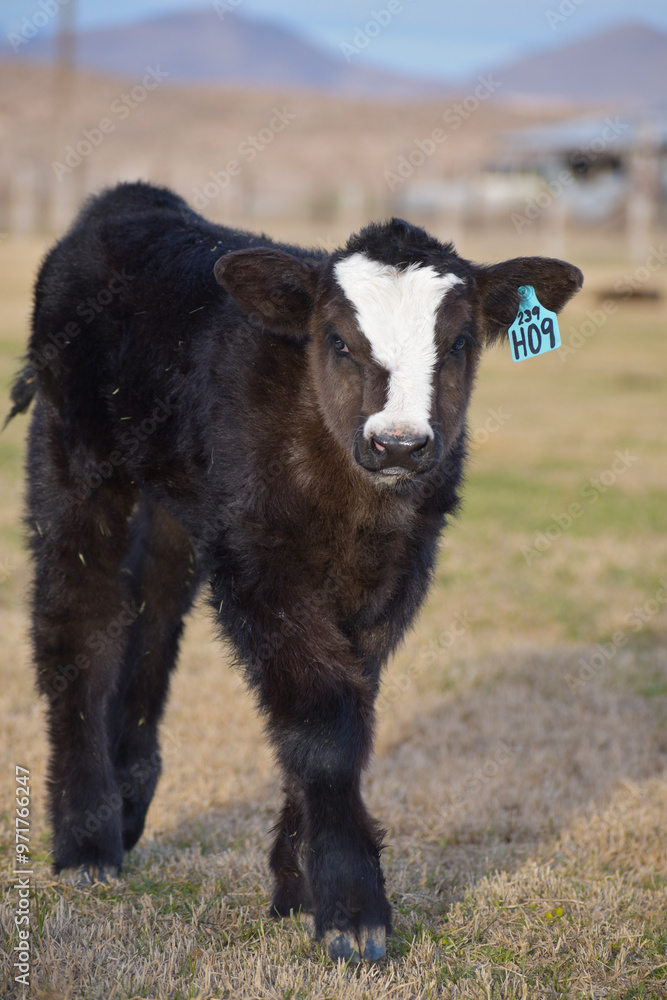 Cows and Calves Cows and Calves