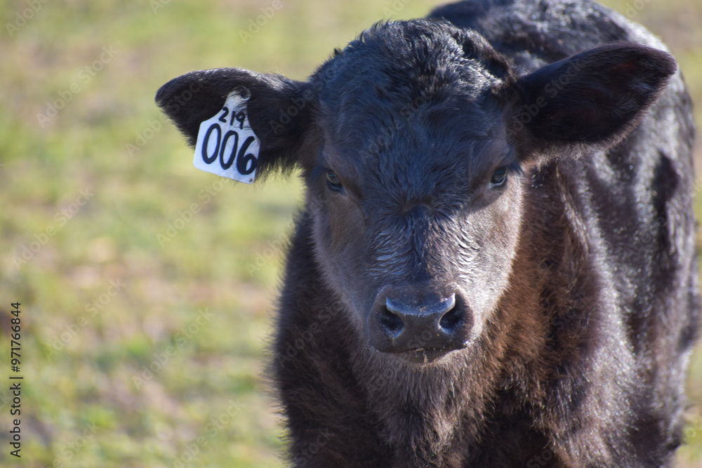 Cows and Calves Cows and Calves