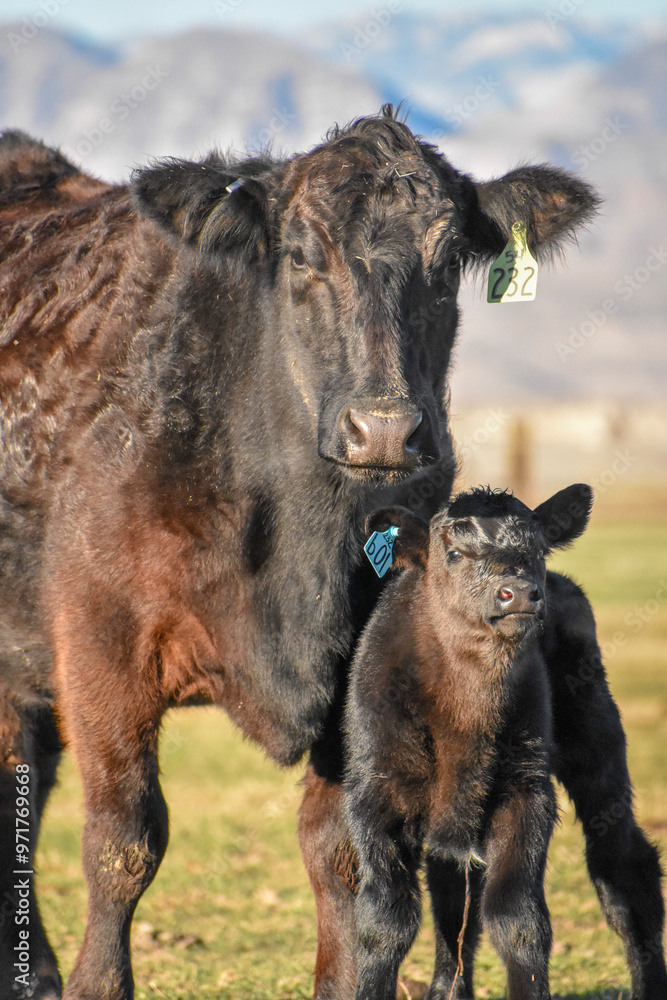Fototapeta premium Cows and Calves