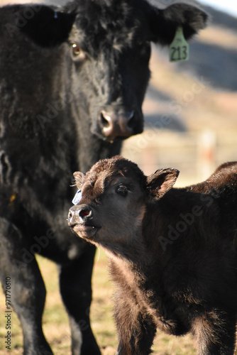 Cows and Calves