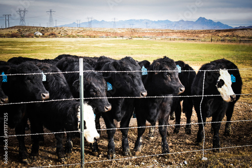 Cows and Calves