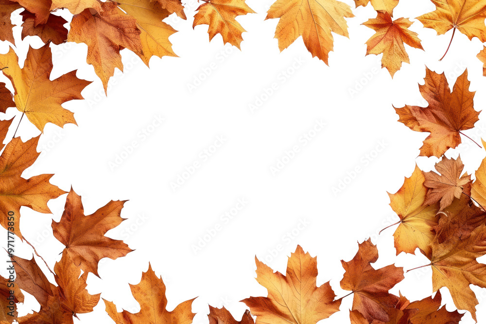 Fototapeta premium PNG Frame Of Autumn Leaves backgrounds leaves autumn.