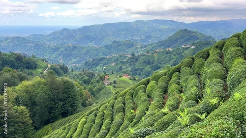 Tea plantations of Rize province with a mountain landscape. Close-up of fresh and bright tea. A tea plant grown on the Black Sea. Karadeniz region in Turkey. Farm for the production of fresh green tea photo