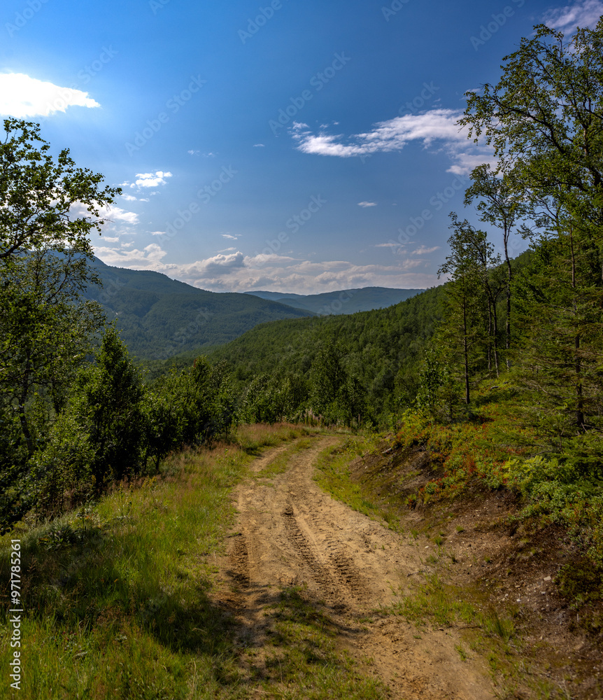 Fototapeta premium Lonely dirt road in a forested valley on a warm summer day in Norway