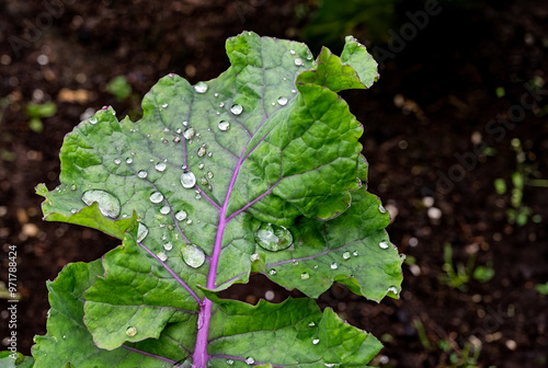 Closeup of curly kale leaf with dew water drops. photo