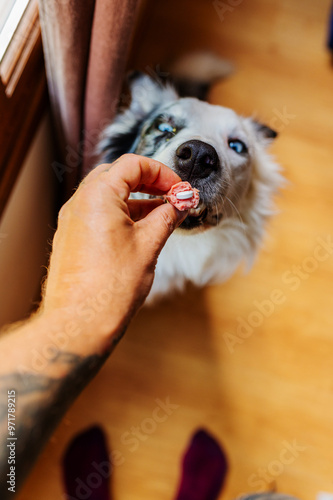 man giving his dog a pill of medicine hidden in a sausage © Alberto