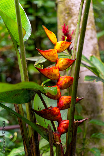 Close up of Heliconia rostrata photo