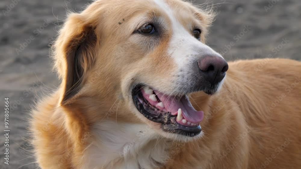 Happy golden retriever enjoying a sunny day at the beach. Happy golden retriever enjoying a sunny day at the beach.