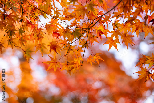 Bright Autumn Maple Leaves Against Soft Bokeh Background