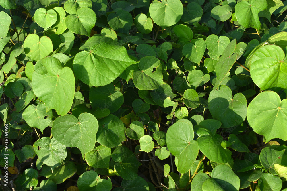 Cissampelos pareira L. growing along the beach Cissampelos pareira L. growing along the beach