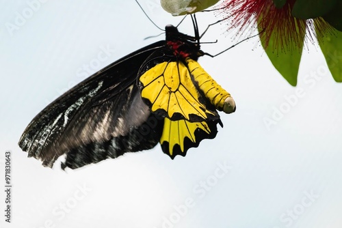 Photography A resplendent butterfly, adorned with vividly hued wings, elegantly alights in a