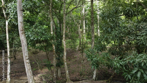 Arboles vistos desde arriba en el Henri Pittier photo