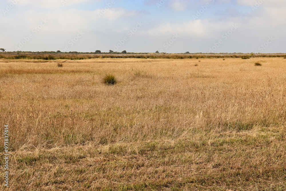 field of dry grass in australia field of dry grass in australia