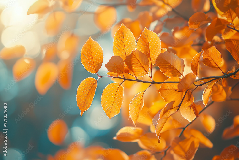 Orange fall leaves in park, autumn natural background. Orange fall leaves in park, autumn natural background.