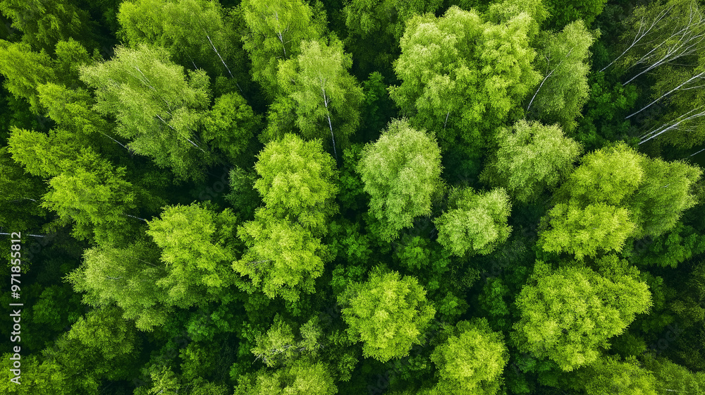 Aerial view of lush green forest canopy in springtime Aerial view of lush green forest canopy in springtime