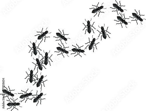 Group of black ants are marching in a winding line on a white background