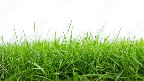 Lush Green Horizon: Healthy Grass with Natural Texture on a White Backdrop