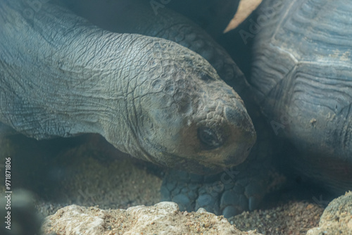 The face of a Galapagos turtle tells a story of patience, wisdom, and the slow, steady pace of life photo