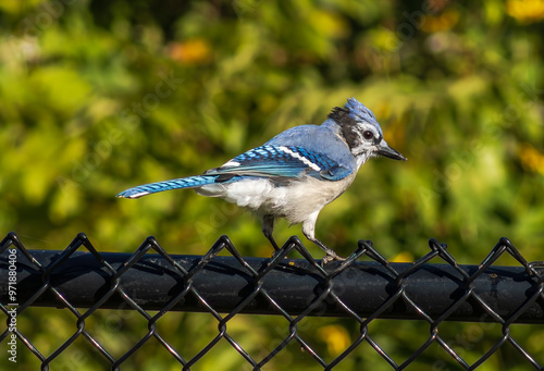 A vibrant Juvenile Blue Jay stands on a fence in a backyard in Ancaster, Hamilton, Ontario, Canada. photo