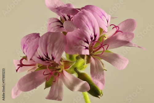 Close-up of Citronella Plant (Pelargonium citrosum) flowers on stem. photo