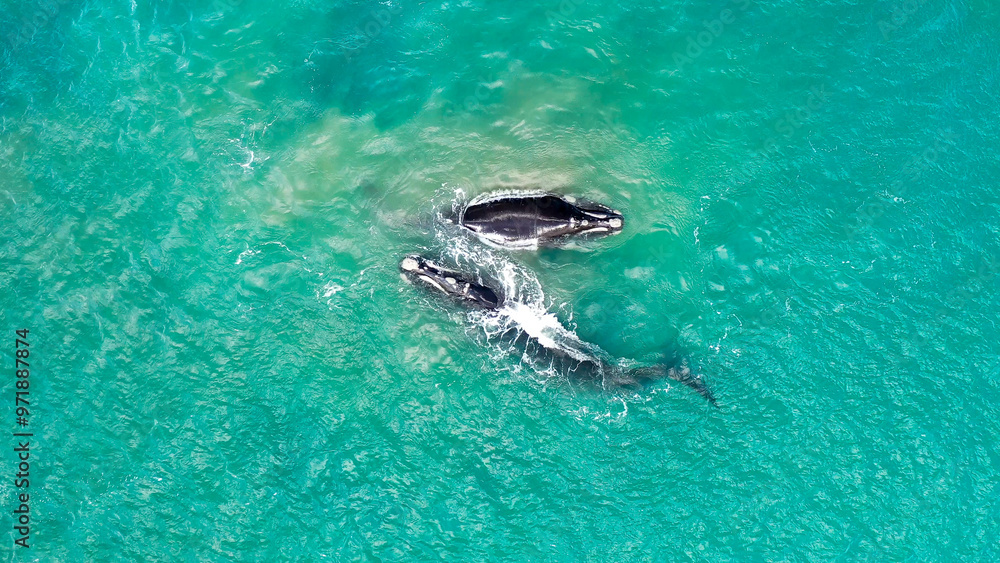 Groups of whales on the beaches of Mar del Plata, Argentina. Groups of whales on the beaches of Mar del Plata, Argentina.