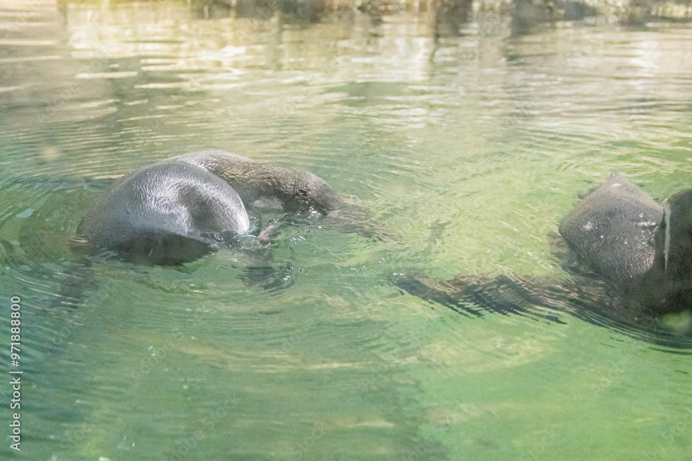 Fototapeta premium Two penguins diving in unison turn the water into their synchronized playground, Houston Zoo, Houston, Texas, United States of America