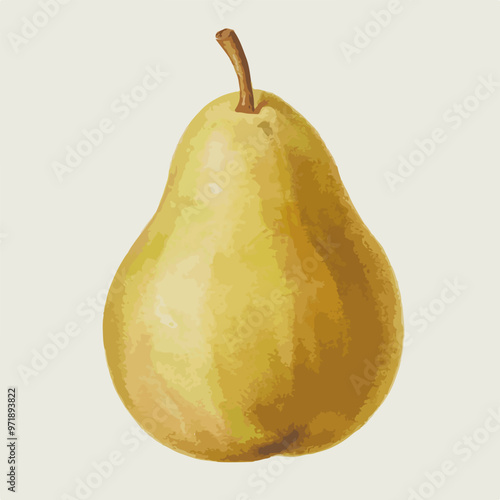 Chinese Pear picture made with watercolor