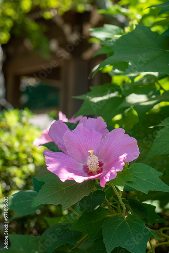 鎌倉249 海蔵寺4 芙蓉